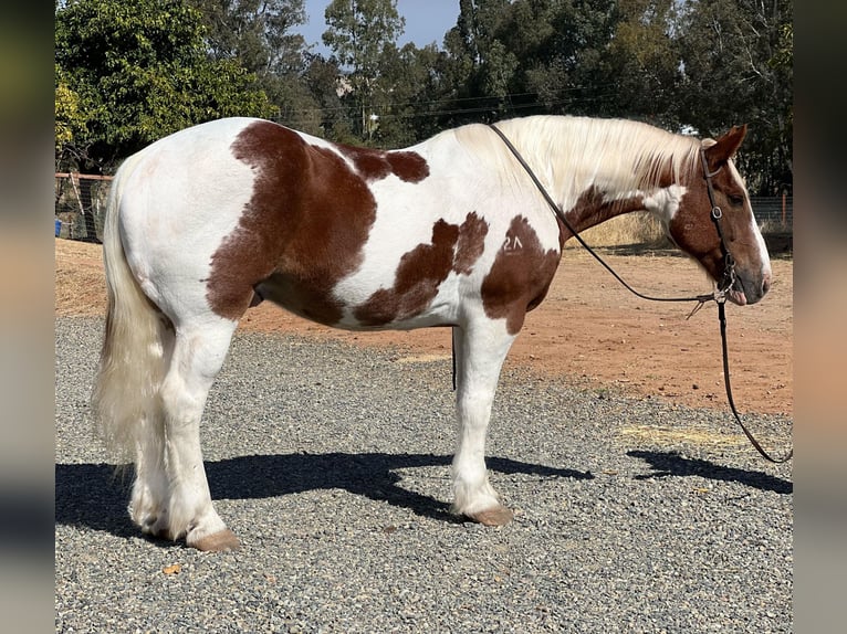 Trekpaard Ruin 12 Jaar 160 cm Tobiano-alle-kleuren in Lincoln CA