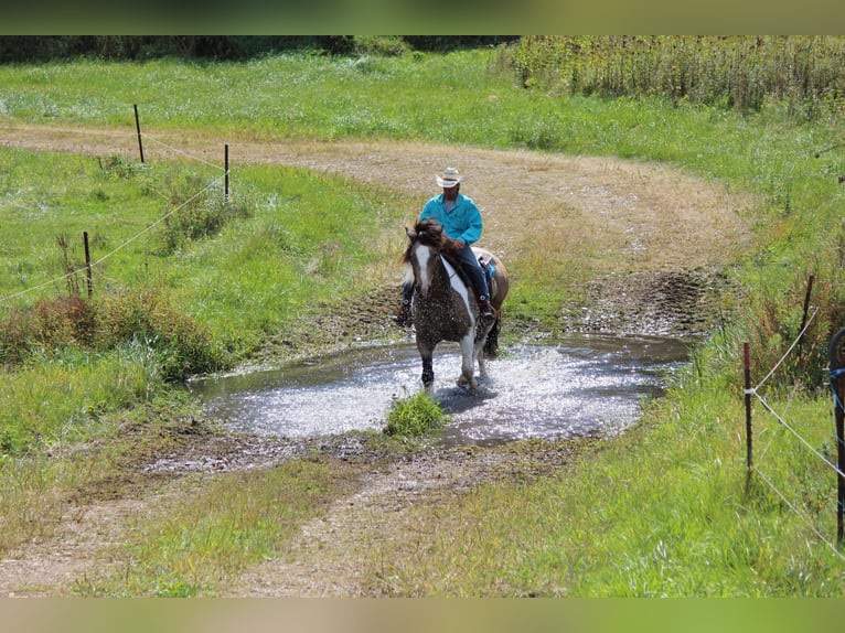 Trekpaard Mix Ruin 12 Jaar 160 cm Tobiano-alle-kleuren in Dodgeville, WI