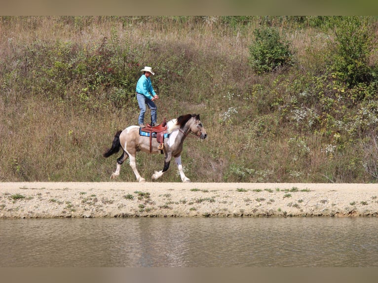 Trekpaard Mix Ruin 12 Jaar 160 cm Tobiano-alle-kleuren in Dodgeville, WI