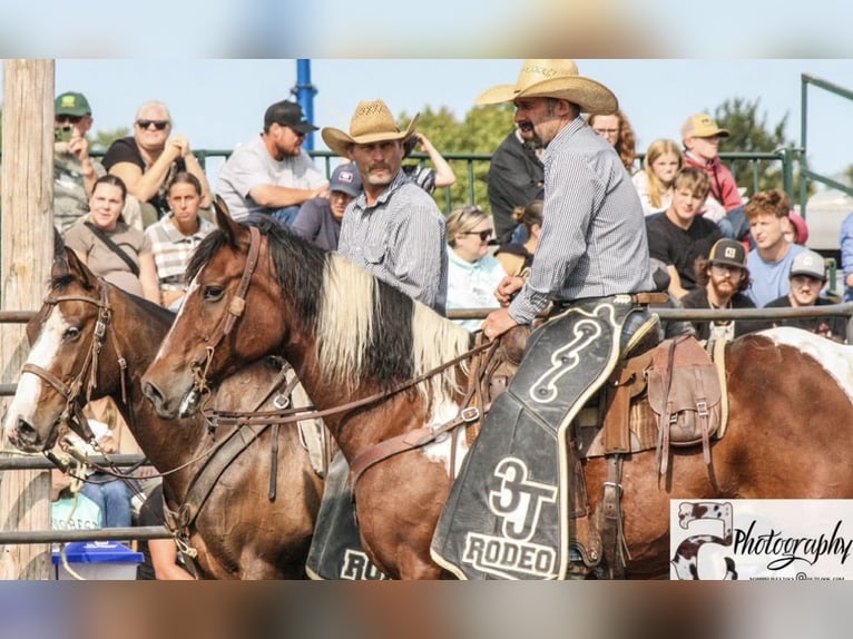Trekpaard Mix Ruin 12 Jaar 163 cm Gevlekt-paard in Ripley