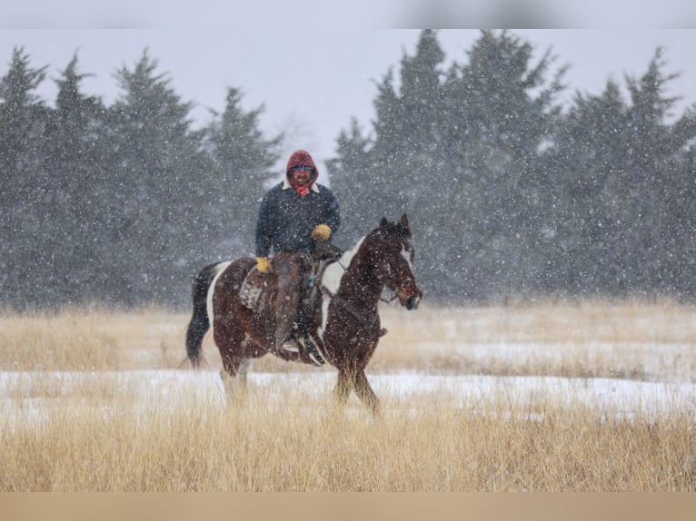 Trekpaard Mix Ruin 12 Jaar 163 cm Gevlekt-paard in Ripley