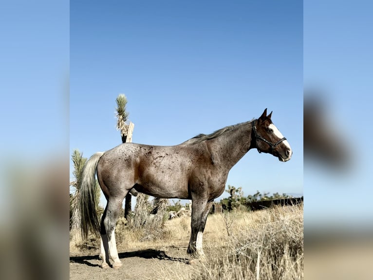 Trekpaard Mix Ruin 13 Jaar 163 cm Roan-Bay in Phelan