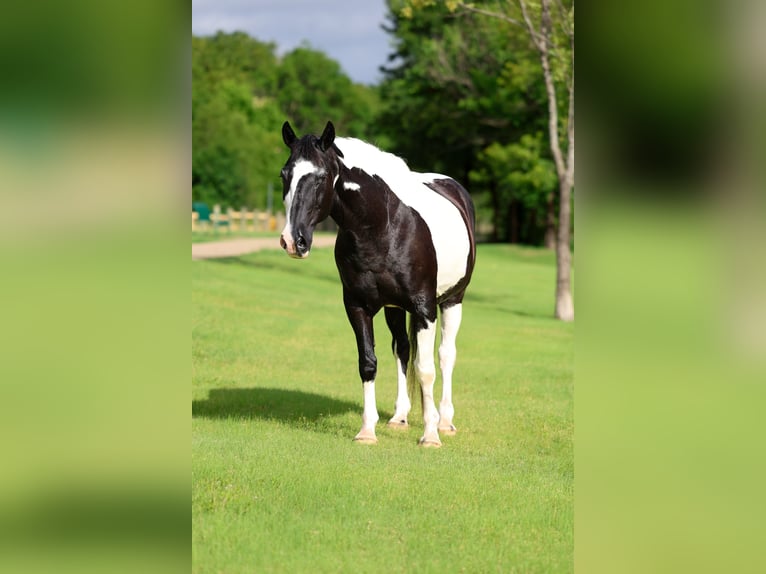 Trekpaard Mix Ruin 15 Jaar Gevlekt-paard in Forney