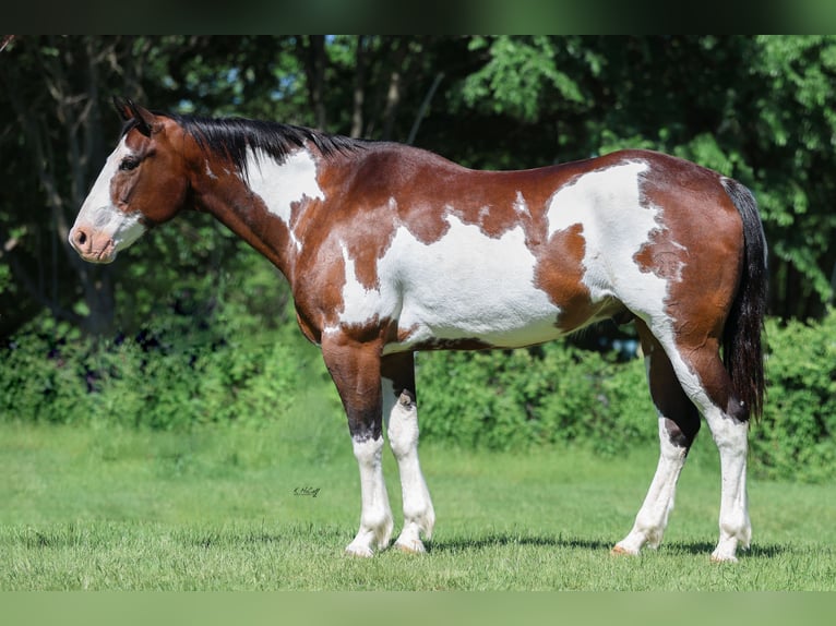 Trekpaard Mix Ruin 16 Jaar 163 cm Gevlekt-paard in Ravenna
