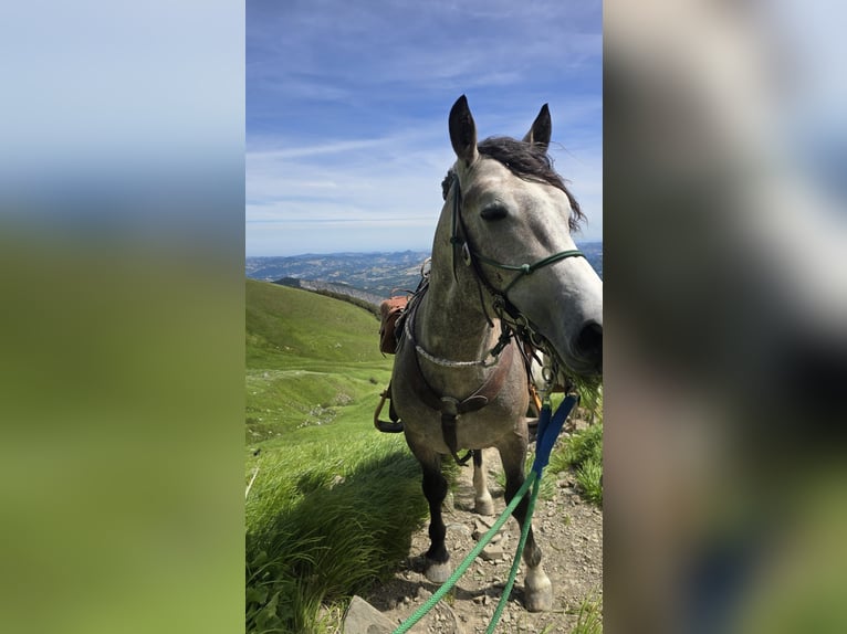 Trekpaard Ruin 3 Jaar 155 cm Blauwschimmel in München