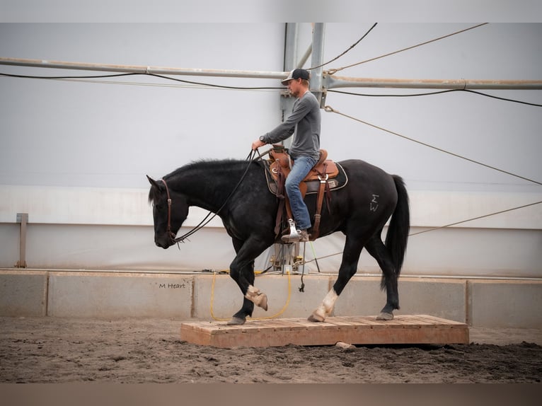 Trekpaard Mix Ruin 3 Jaar 163 cm Zwart in Saint Anthony