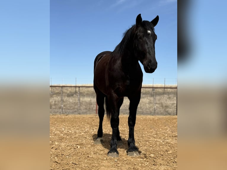 Trekpaard Ruin 3 Jaar 170 cm Zwart in Weatherford