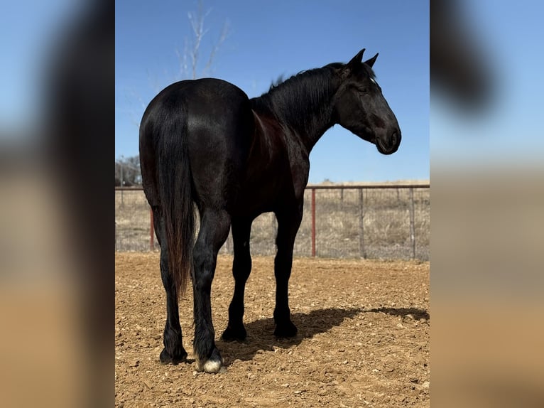 Trekpaard Ruin 3 Jaar 170 cm Zwart in Weatherford