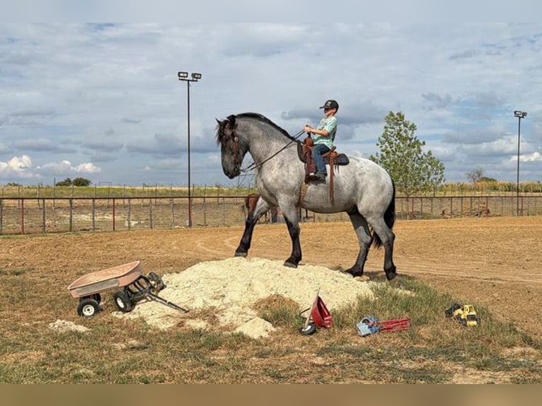 Trekpaard Mix Ruin 3 Jaar 173 cm Roan-Blue in Weatherford
