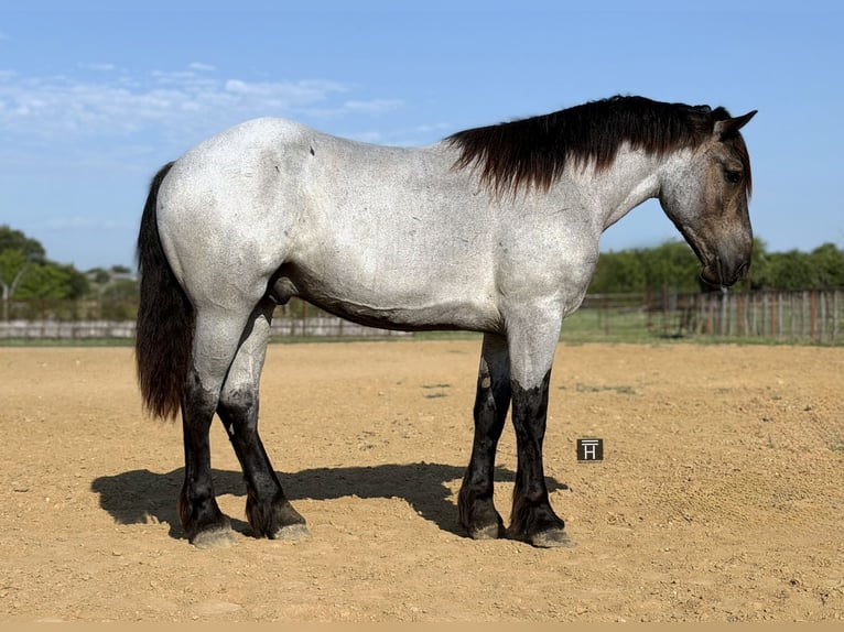 Trekpaard Mix Ruin 3 Jaar 173 cm Roan-Blue in Weatherford