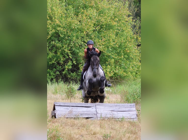 Trekpaard Mix Ruin 3 Jaar 173 cm Roan-Blue in Weatherford