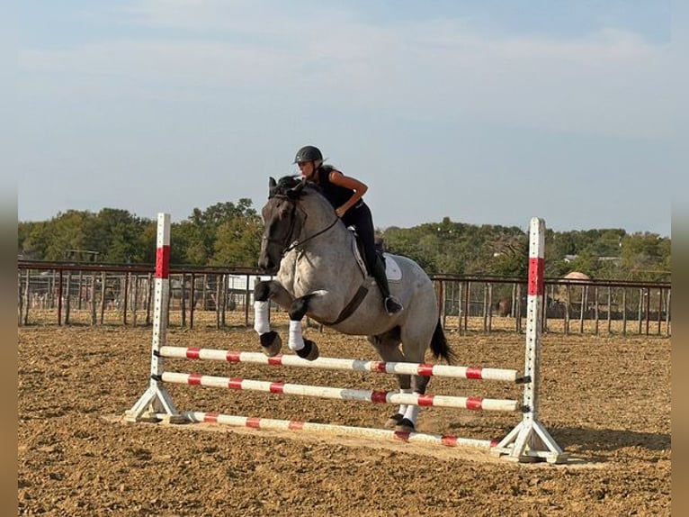 Trekpaard Mix Ruin 3 Jaar 173 cm Roan-Blue in Weatherford