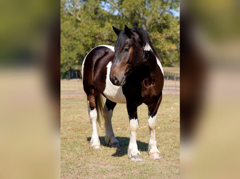 Trekpaard Mix Ruin 3 Jaar Gevlekt-paard in Bloomburg