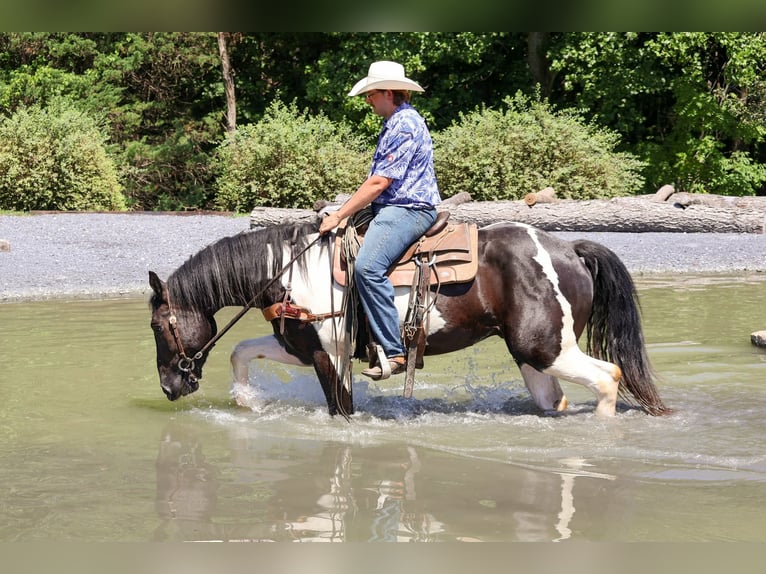 Trekpaard Mix Ruin 3 Jaar Gevlekt-paard in Clearville