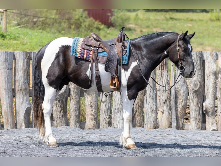Trekpaard Mix Ruin 3 Jaar Gevlekt-paard in Clearville