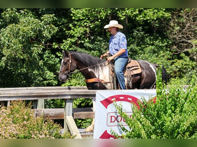 Trekpaard Mix Ruin 3 Jaar Gevlekt-paard in Clearville
