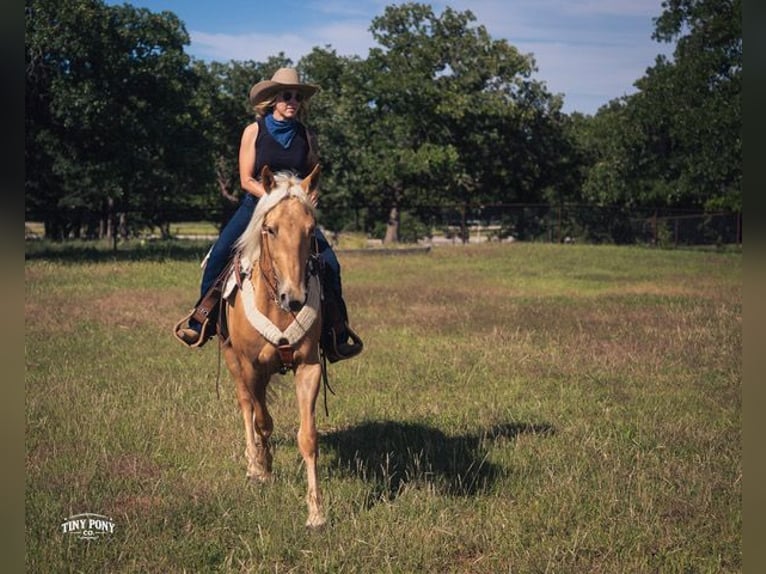 Trekpaard Mix Ruin 3 Jaar Palomino in Jacksboro