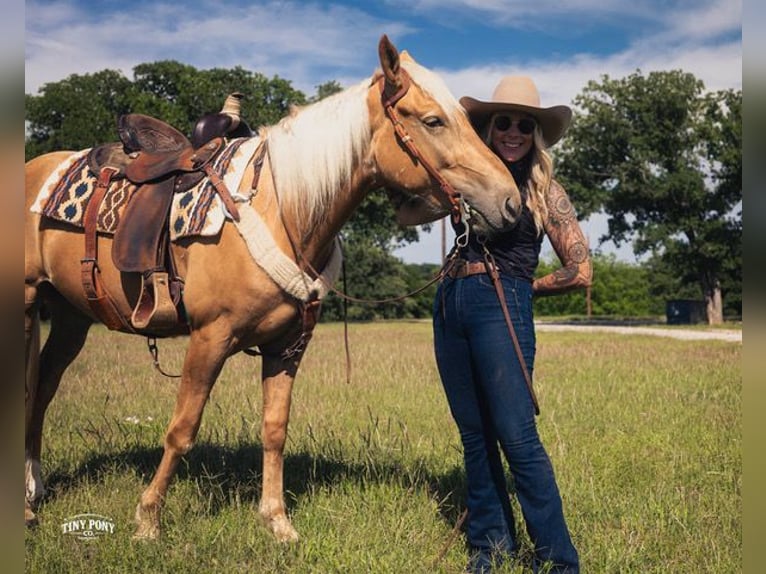 Trekpaard Mix Ruin 3 Jaar Palomino in Jacksboro
