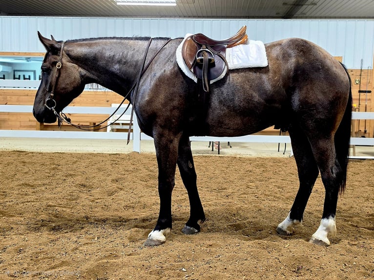 Trekpaard Mix Ruin 3 Jaar Roan-Blue in Sheldon