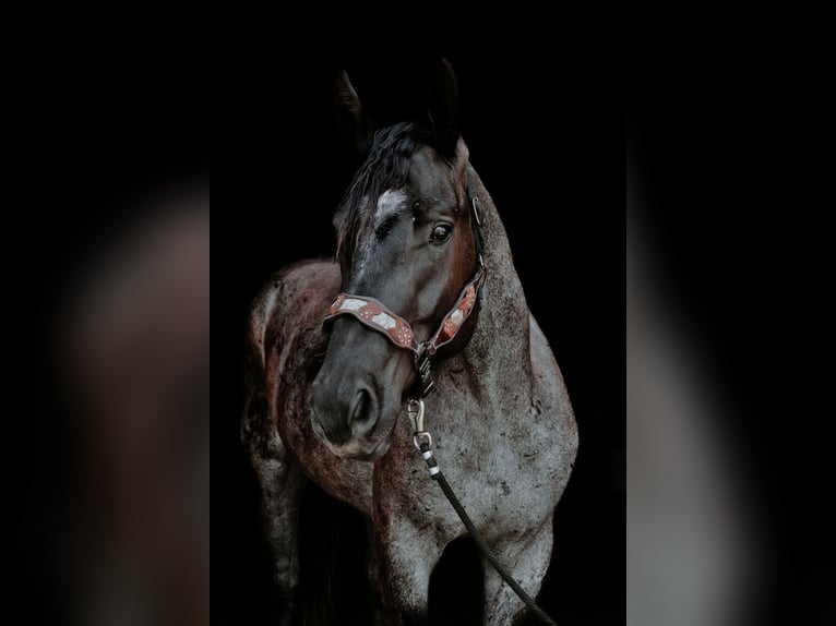Trekpaard Mix Ruin 3 Jaar Roan-Blue in Sheldon