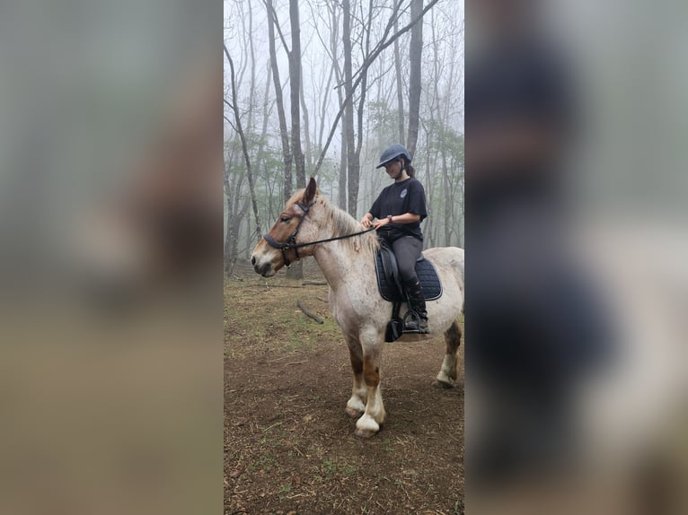 Trekpaard Ruin 3 Jaar Rood schimmel in Rosis