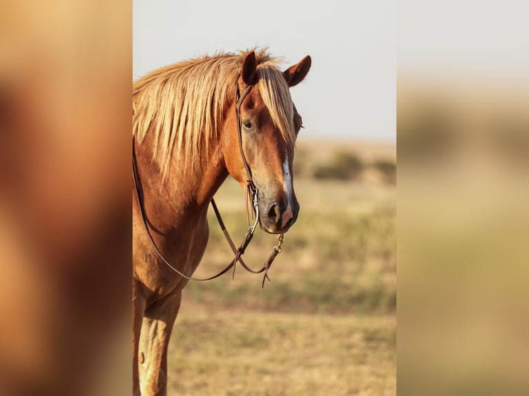 Trekpaard Mix Ruin 3 Jaar Roodvos in Ryan