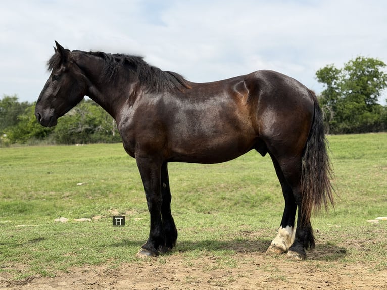 Trekpaard Mix Ruin 3 Jaar Zwart in Weatherford