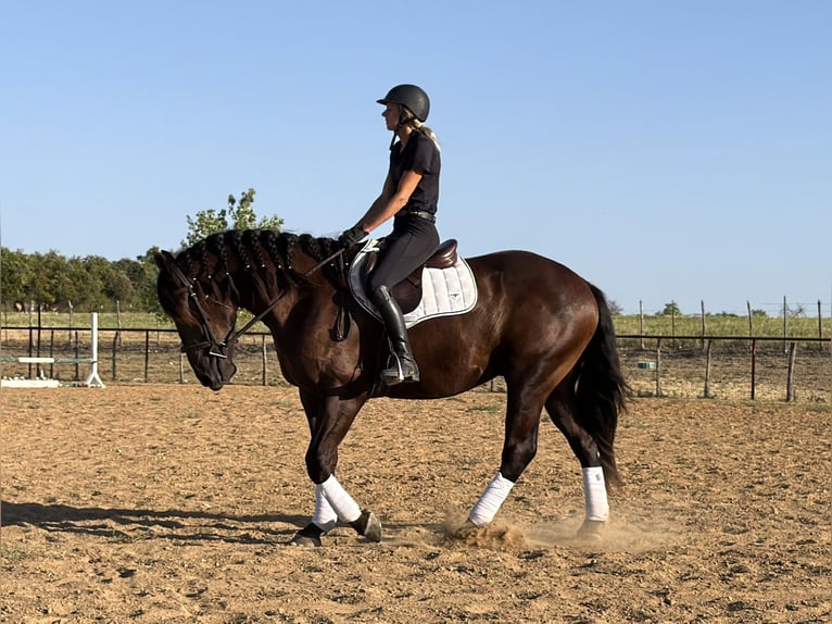 Trekpaard Mix Ruin 3 Jaar Zwart in Weatherford