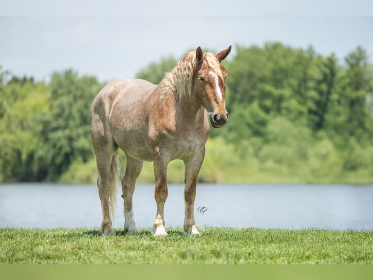 Trekpaard Mix Ruin 4 Jaar 142 cm Roan-Red in Windom