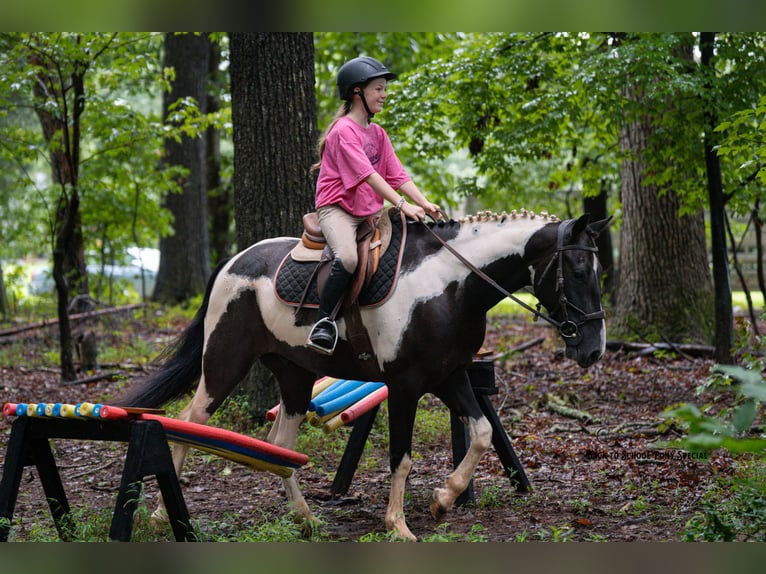Trekpaard Mix Ruin 4 Jaar 147 cm Gevlekt-paard in Clover