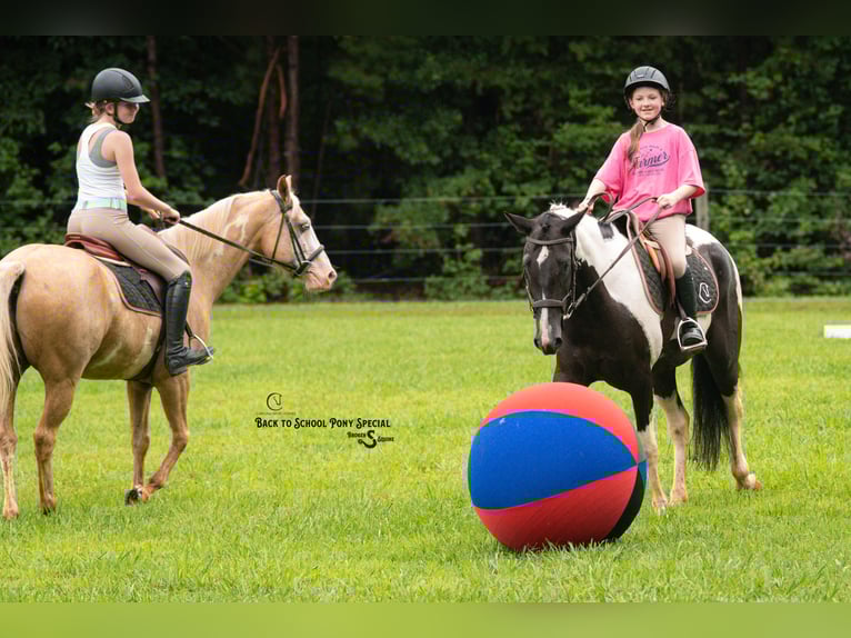 Trekpaard Mix Ruin 4 Jaar 147 cm Gevlekt-paard in Clover