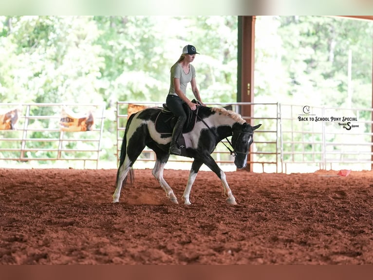 Trekpaard Mix Ruin 4 Jaar 147 cm Gevlekt-paard in Clover