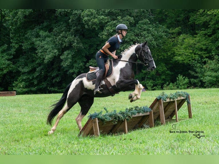 Trekpaard Mix Ruin 4 Jaar 147 cm Gevlekt-paard in Clover