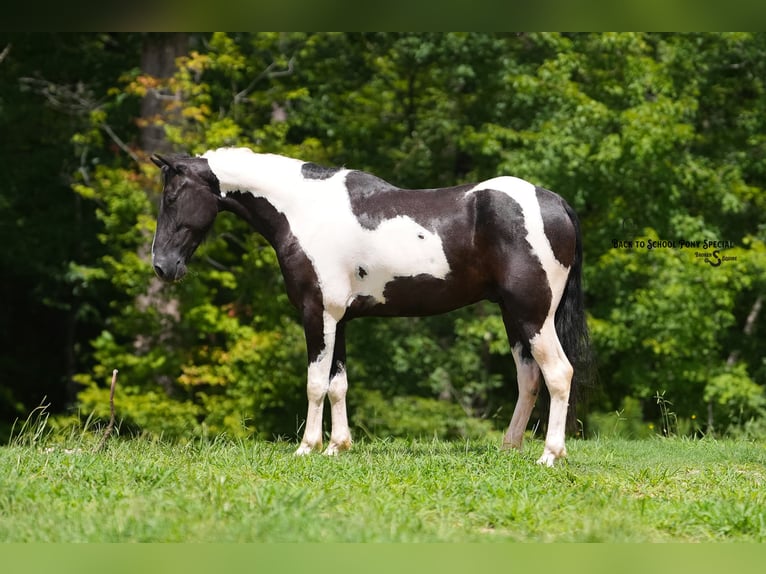 Trekpaard Mix Ruin 4 Jaar 147 cm Gevlekt-paard in Clover
