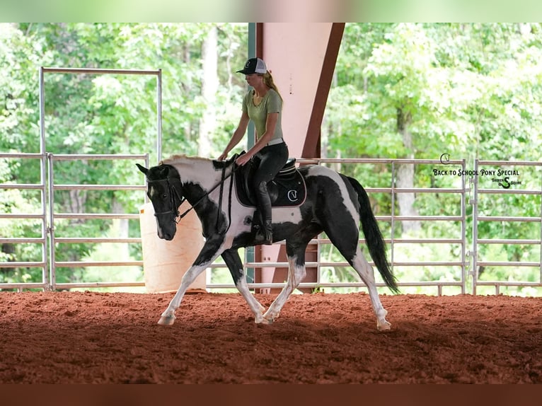 Trekpaard Mix Ruin 4 Jaar 147 cm Gevlekt-paard in Clover