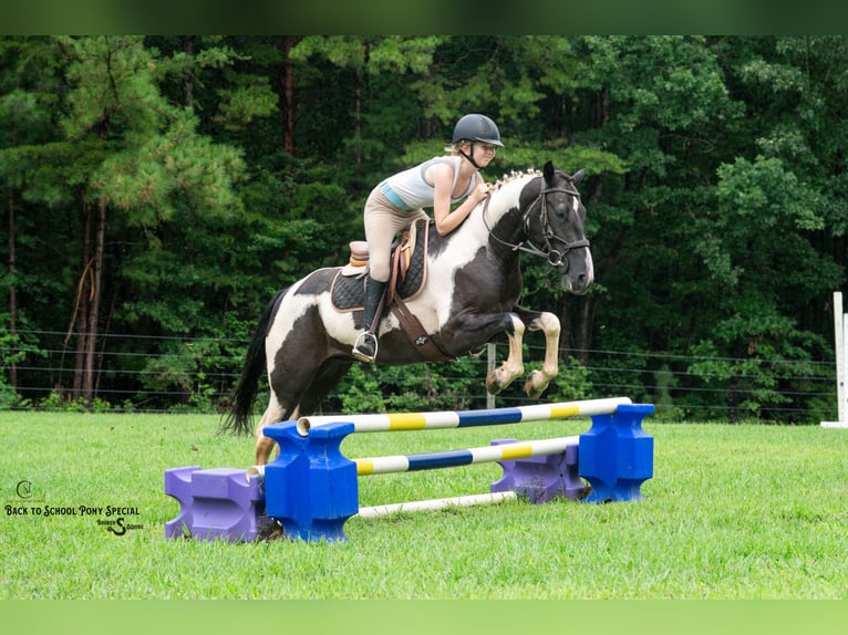 Trekpaard Mix Ruin 4 Jaar 147 cm Gevlekt-paard in Clover