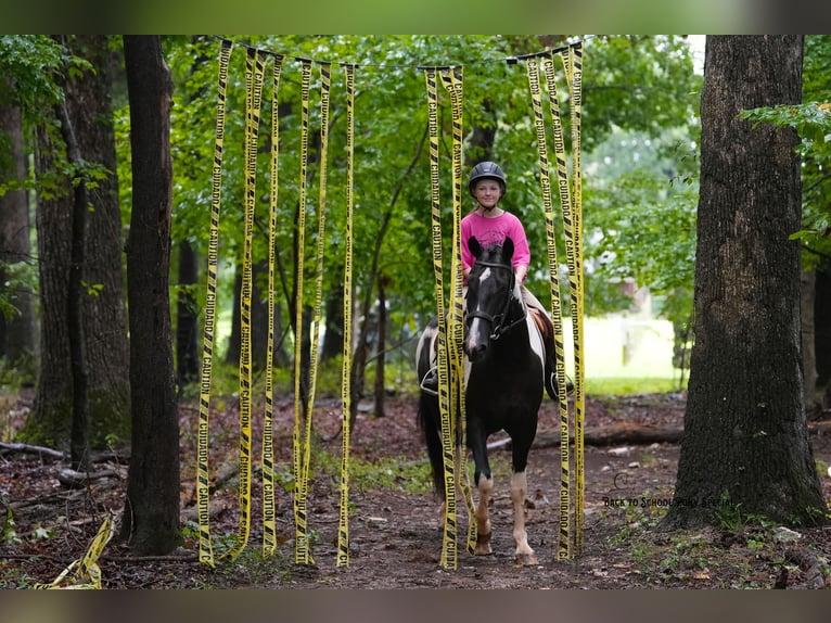 Trekpaard Mix Ruin 4 Jaar 147 cm Gevlekt-paard in Clover