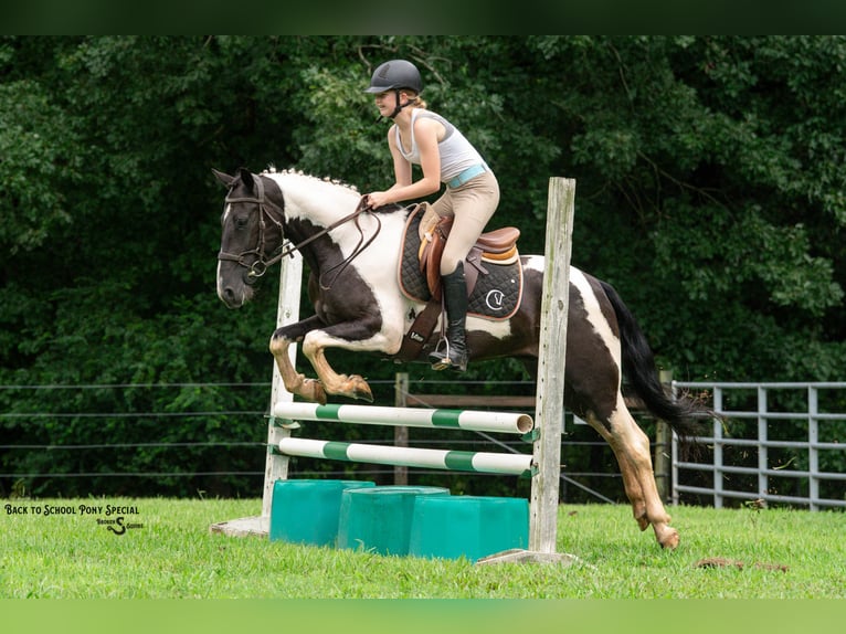 Trekpaard Mix Ruin 4 Jaar 147 cm Gevlekt-paard in Clover