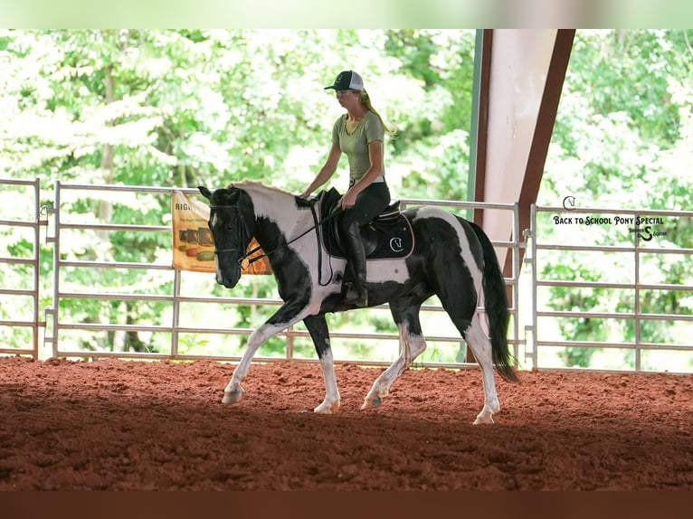Trekpaard Mix Ruin 4 Jaar 147 cm Gevlekt-paard in Clover