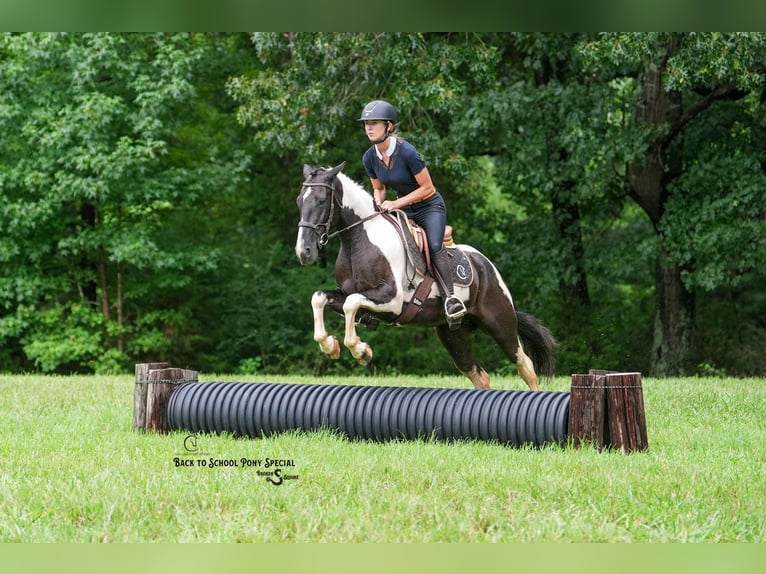 Trekpaard Mix Ruin 4 Jaar 147 cm Gevlekt-paard in Clover