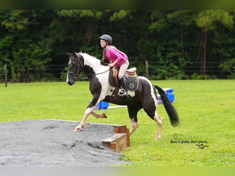Trekpaard Mix Ruin 4 Jaar 147 cm Gevlekt-paard in Clover