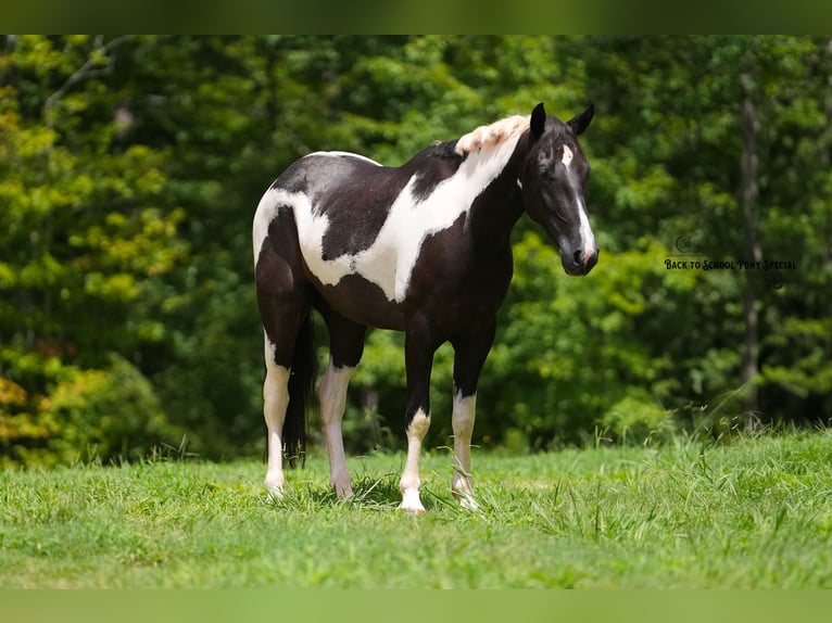 Trekpaard Mix Ruin 4 Jaar 147 cm Gevlekt-paard in Clover