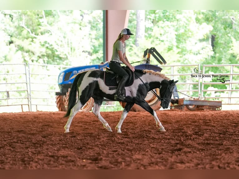 Trekpaard Mix Ruin 4 Jaar 147 cm Gevlekt-paard in Clover