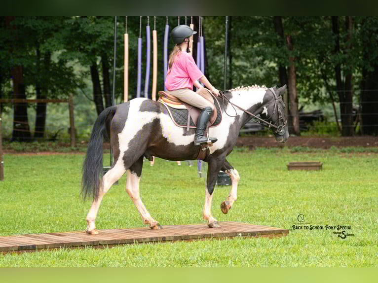 Trekpaard Mix Ruin 4 Jaar 147 cm Gevlekt-paard in Clover
