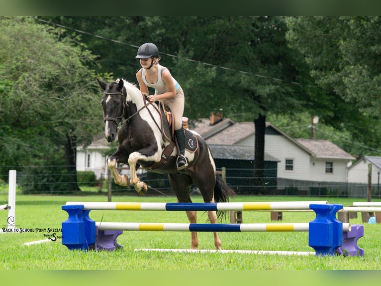 Trekpaard Mix Ruin 4 Jaar 147 cm Gevlekt-paard in Clover