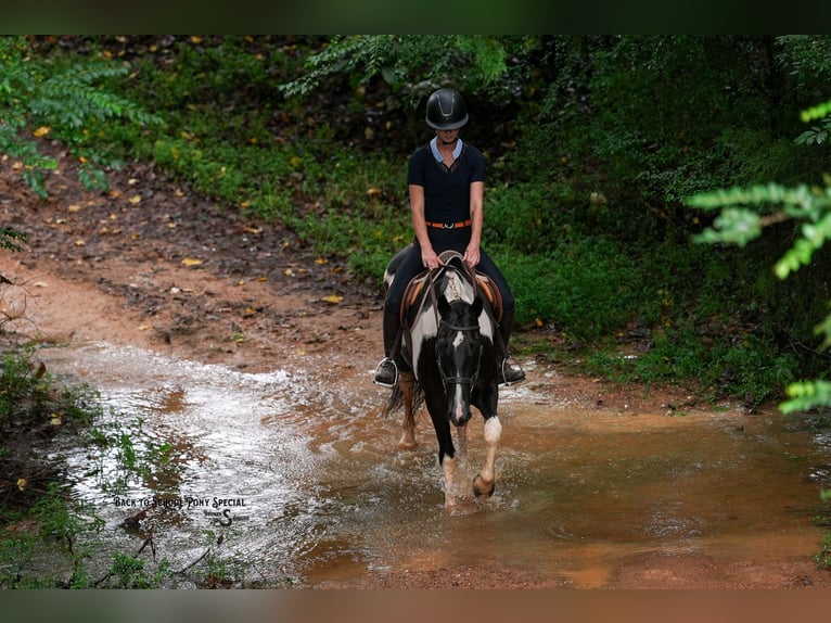 Trekpaard Mix Ruin 4 Jaar 147 cm Gevlekt-paard in Clover
