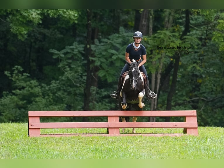 Trekpaard Mix Ruin 4 Jaar 147 cm Gevlekt-paard in Clover