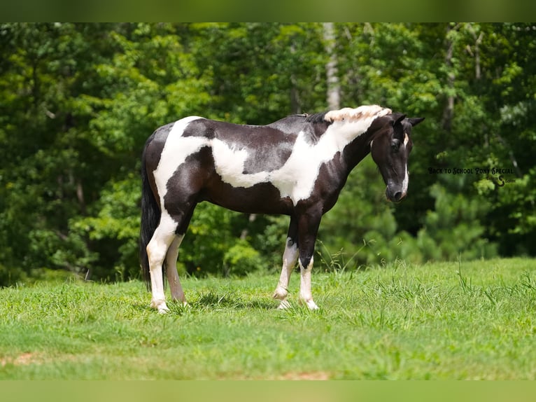 Trekpaard Mix Ruin 4 Jaar 147 cm Gevlekt-paard in Clover