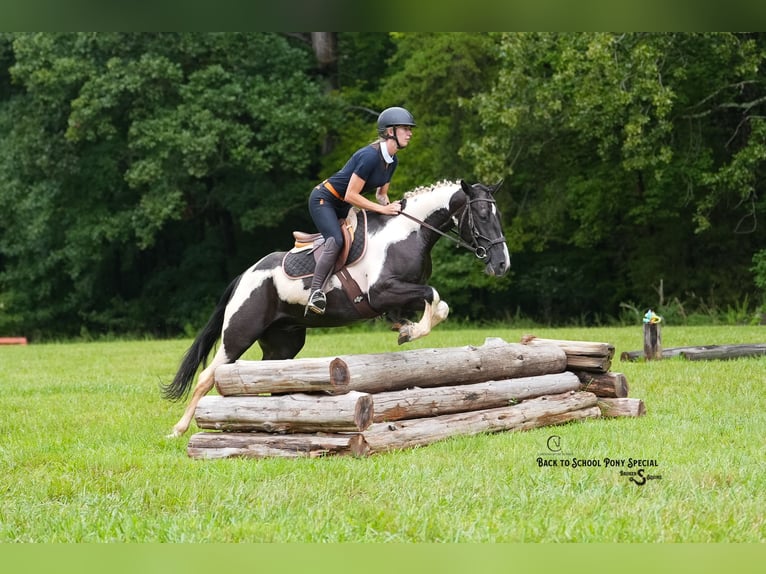Trekpaard Mix Ruin 4 Jaar 147 cm Gevlekt-paard in Clover