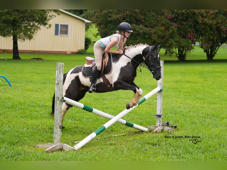 Trekpaard Mix Ruin 4 Jaar 147 cm Gevlekt-paard in Clover